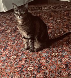 Persian Rug Services
